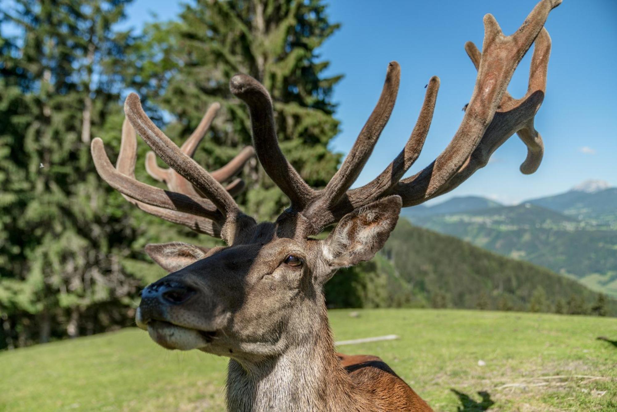 Apparthaus Taxegger Exteriör bild